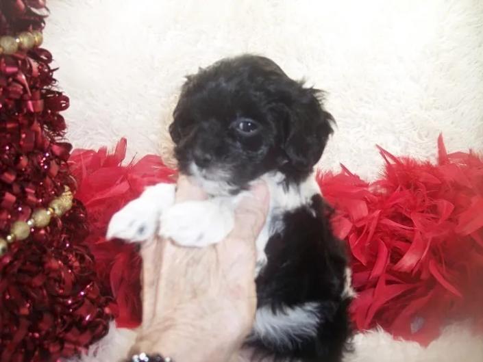 Adorable Female Shorkie poo has a home with 3 children in Jackson, MS A Shorkie poo is a Shorkie Mother (Shihtzu Yorkie mix) and a AKC Toy Poodle sire.