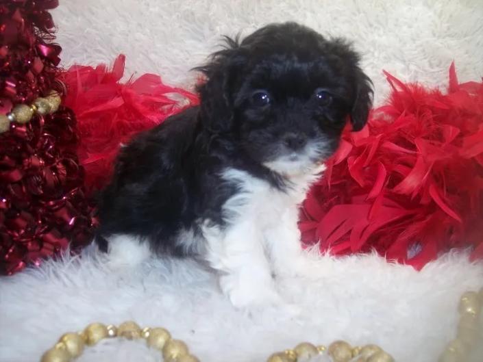 Shorkie poo puppy has a home in Jackson, MS. She has 3 children to play with. . A Shorkie poo is a cross bred dog between a Shorkie which is a Shih tzu-Yorkie mix Mother and an AKC Toy poodle.