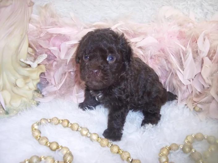 Female Yorkie poo puppy has a short Poodle tail. Born 1/03/2024 ready for a home 3/10/2024. Sweet, fun, very smart and easily trained.