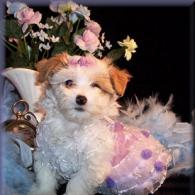 Toy White Toy Maltipoo puppy with Apricot markings