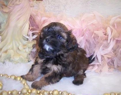 Shih poo puppy is a Poodle-mix puppy, Great for Allergies Hypallergenic and easily trained