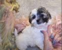 white Shih poo puppy with grey markings