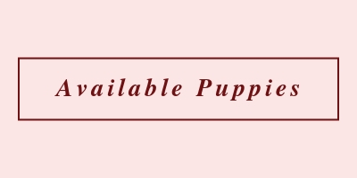 available puppies