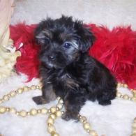 Sold Yorkie poo puppy living in Louisiana