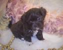 Brown Teacup Shipoo puppy