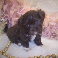 Teacup Shih-poo puppy