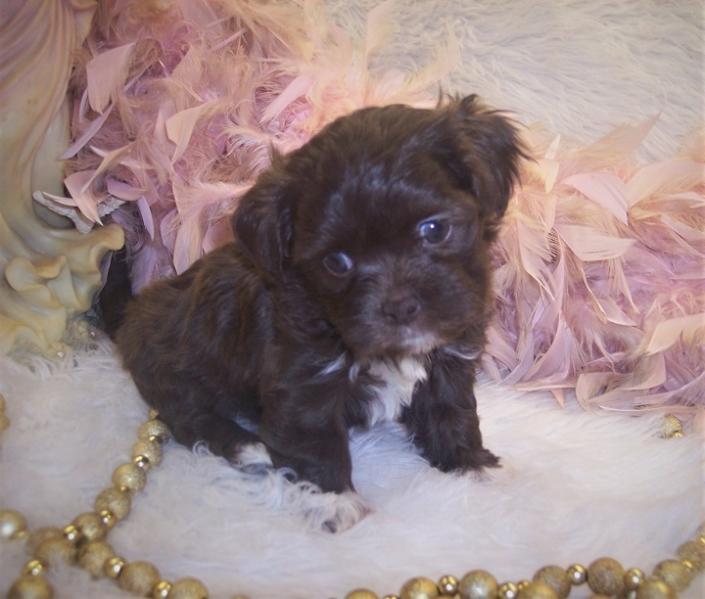 Brown Teacup Shipoo puppy