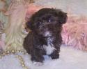Brown Teacup Shia-poo puppy