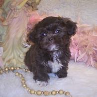 Teacup Shih-poo puppy