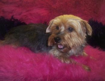 Dixie is expecting a litter of Yorkie poo puppies for sale in the New Year. 