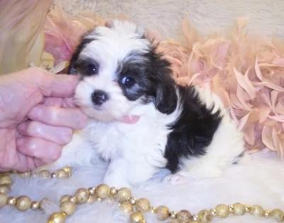teacup shihpoo puppies,black and white shihpoo puppy,shihpoo puppies for sale,shihpoo puppies for sale in mississippi,alabama,louisiana,florida 