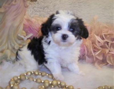 teacup shih poo puppy,toy breed shihpoos,shihpoo puppies for sale shihpoo puppies for sale in mississippi 