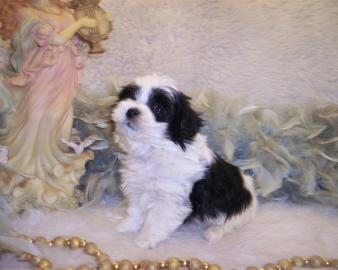 Teacup Shihpoo puppy for sale