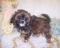 Brown Teacup Shih-poo puppy
