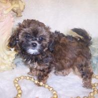 Teacup Shia-poo puppy