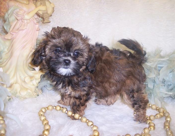 Brown Teacup Shih-poo puppy