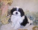 Black-white Shihpoo puppy