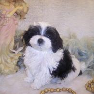 Teacup Shih-poo puppy