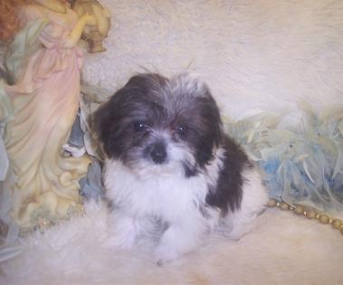 Male Black-White Teacup Maltipoo puppy for sale 