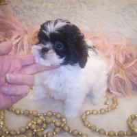 Teacup Shih poo puppy weighing 5 lbs grown