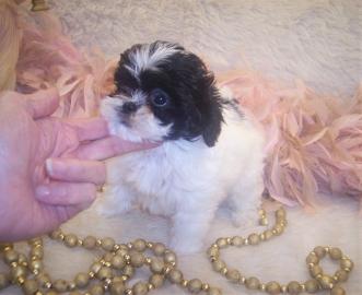 Teacup Shih poo puppy weighing 5 lbs grown