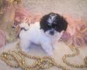 Black-white Teacup Shi-poo puppy