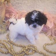 Teacup Shi-poo puppy