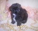 Black-white Teacup Shi-poo puppy