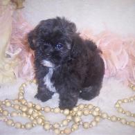 Teacup Shih-poo puppy