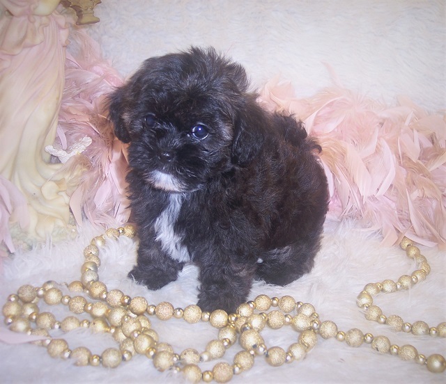 Black-white Teacup Shi-poo puppy