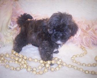Shih poo puppy