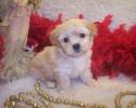 Apricot Teacup Shia-poo puppy