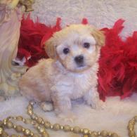 Teacup Shih-poo puppy