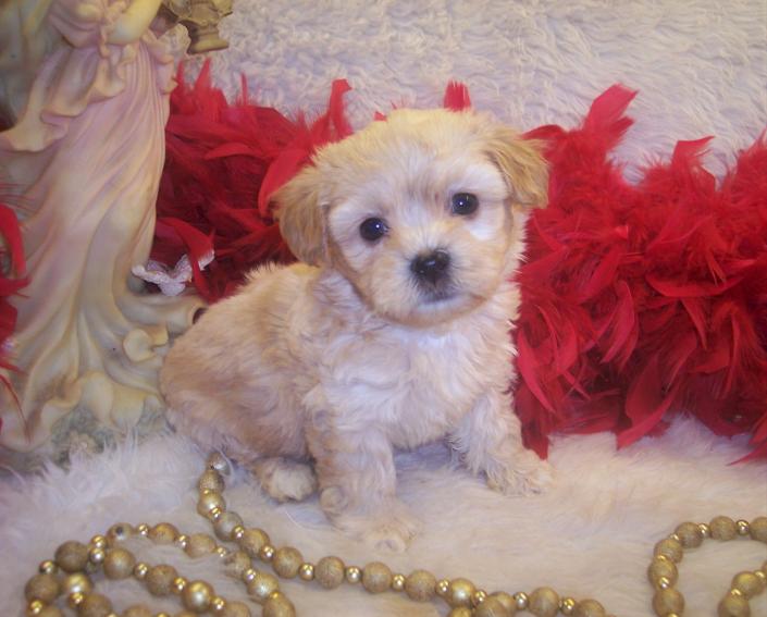 Apricot Teacup Shia-poo puppy