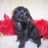 Teacup Yorkie poo puppy