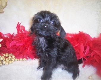 Teacup Yorkie poo puppy