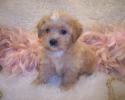 Shorkie puppies, Shorkie tzu puppies for sale