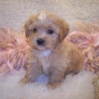 Shorkie puppies