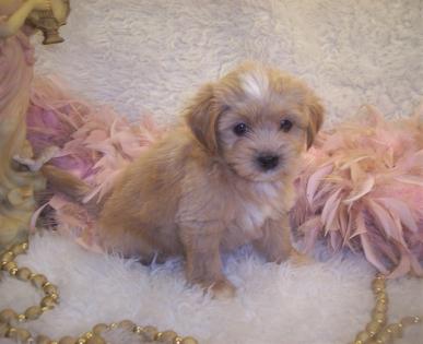 Shorkie puppies for sale 