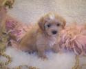 Shorkie puppies for sale in Mississippi