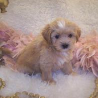 Shorkie puppies