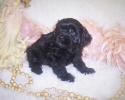 Shorkie tzu, Shorkie puppies for sale