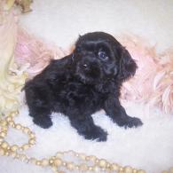Black Shorkie puppy