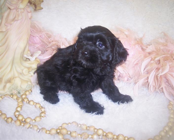 Shorkie tzu, Shorkie puppies for sale