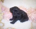 Black Shorkie puppy, Shorkie tzu puppies for sale