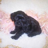 Black Shorkie puppy