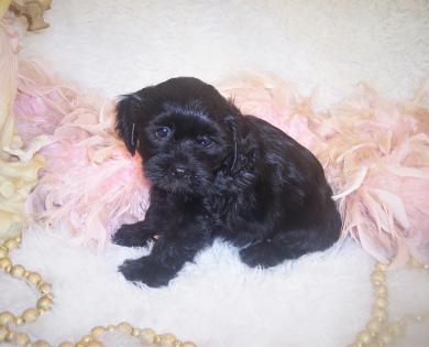 Black Male Shorkie puppy Shorkie tzu puppies for sale 
