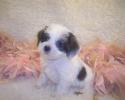 Yorkipoo puppy for sale