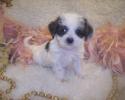 Yorkie poo puppies for sale in Mississippi