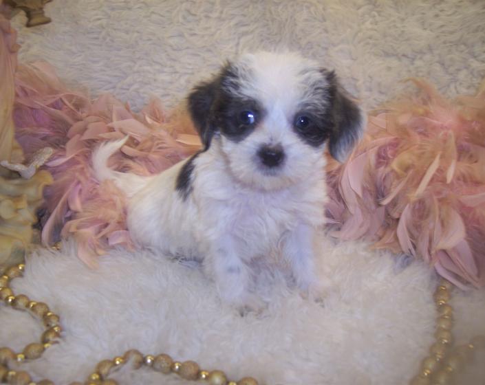 Yorkie poo puppies for sale in Mississippi